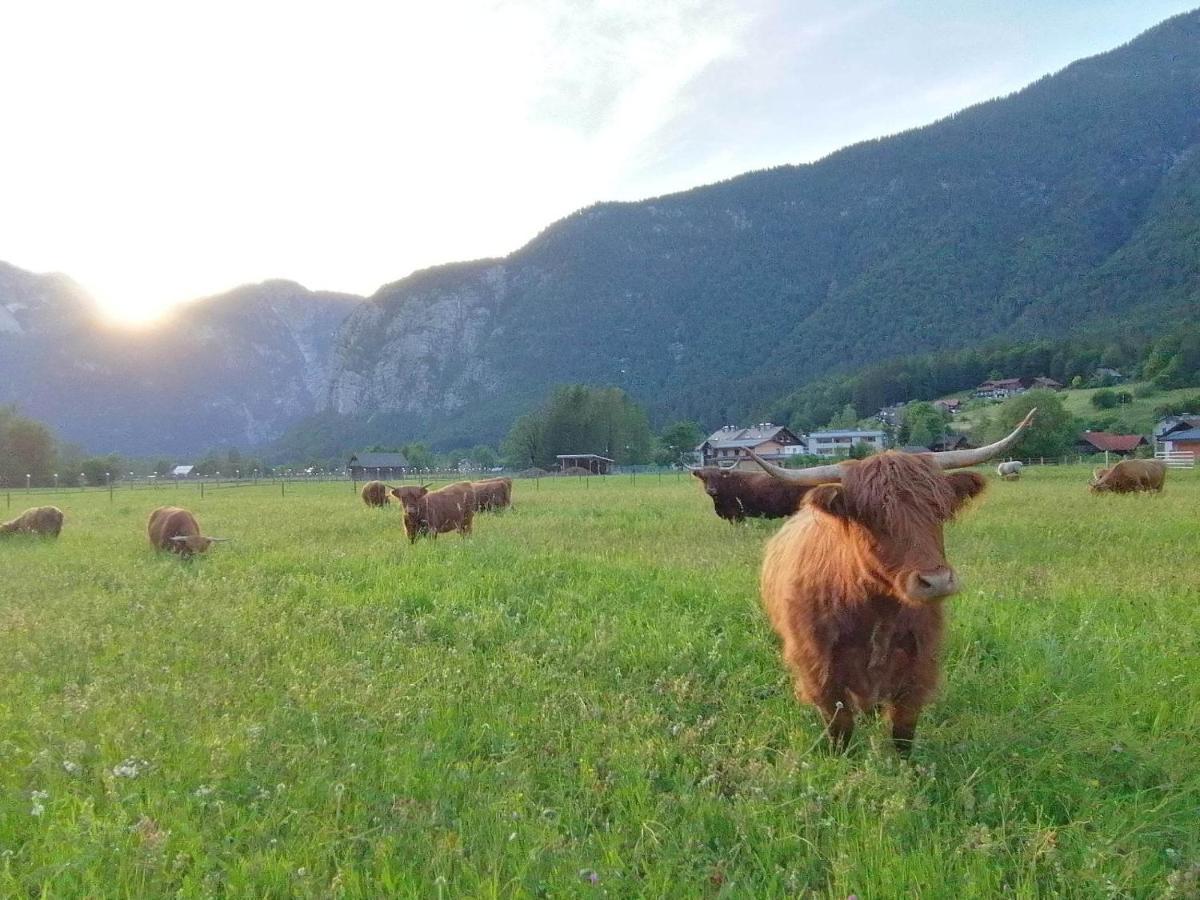 Apartma Angi Appartamento Obertraun Esterno foto